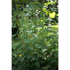 Plant the marshmallow seeds directly into the perennial garden bed during early fall. Marshmallow