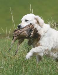 The broad head, with its friendly and intelligent eyes, short ears. Die Retriever Im Apport Unschlagbar Wild Und Hund