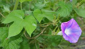 Image result for Ipomoea sinensis