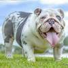 If you need english bulldog stud service take a look here. Https Encrypted Tbn0 Gstatic Com Images Q Tbn And9gcqfhrizf2psirndq05c51dmspav9hzmxoqvjzot Pcn6q1nuwgy Usqp Cau