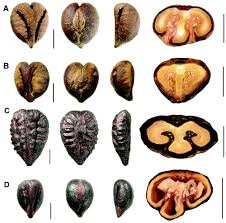Image result for Cyphostemma paucidentatum