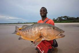 Fish The Beaches And Lagoons Of Gabon Fish Gabon Equatorial Africa