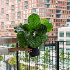 Image result for calathea