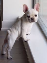 Buy cream french bulldog in los angeles ca. French Bulldog Puppy Bulldog Puppies Baby French Bulldog French Bulldog Puppies