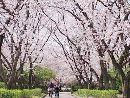 Spring Flowers Festival -Nanohana & Sakura- | AichiNow-OFFICIAL SITE FOR  TOURISM AICHI