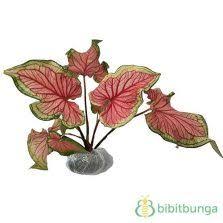 Tanaman Caladium Bicolor Florida Sweetheart Tanaman Pohon Bonsai Bunga