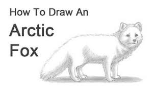 Have fun and don't worry about making your drawing look exactly like mine. How To Draw An Arctic Fox