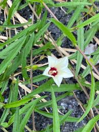 Image result for Xenostegia alatipes