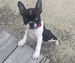 French bulldogs and boston terriers alike are seriously sought after right now. Is The Frenchton Dog Really Any Better Than The Frenchie