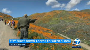 Wildflowers bloom among the charred remains of chaparral brush in lake elsinore, california, sparked hillsides in places like lake elsinore, about an hour southeast of los angeles. Super Bloom Shutdown Lake Elsinore Ends Access To Poppy Display In Walker Canyon Abc7 Los Angeles