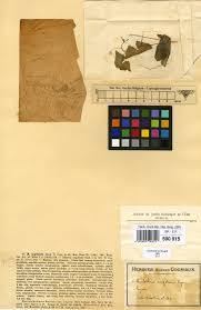 Image result for Phragmanthera polycrypta