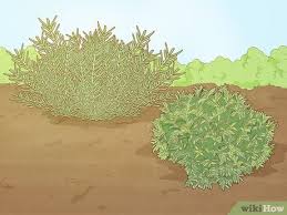 Creeping fig vines don't require overly fertile soil. 3 Ways To Grow A Hedge Fence Wikihow