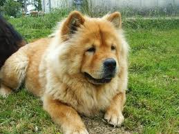 Vi auguro una buona visione!!!! I Cani Piu Pericolosi Del Mondo Nonfaridere It