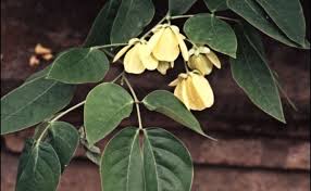 Image result for Senna floribunda
