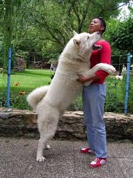 Check spelling or type a new query. 90 Akita Loyal Protective Ideas Akita Akita Dog Japanese Akita