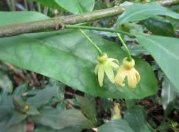 Image result for isolona