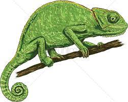 All you have to do now is color him in and remember you can get a bit creative since chameleons come in many different colors and shades. Chameleon Vector Image 2021300 Stockunlimited