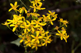 Image result for Cineraria deltoidea