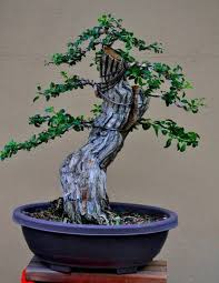 Todas as fotos da world bonsai 2009 que aconteceu em san juan, puerto rico foram tiradas por candy j. Escambron Those Beautiful Puerto Ricans