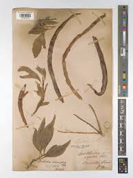 Image result for Dolichandrone alba