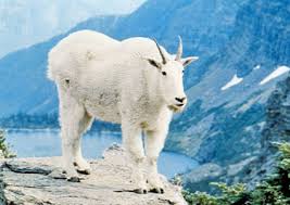 Each of the two wrap around toenails can be used to catch and. Mountain Goat Mammal Britannica