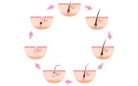 The growth process is composed of three. Hair Growth Cycle Understanding The Structure Of Your Follicles Vedix