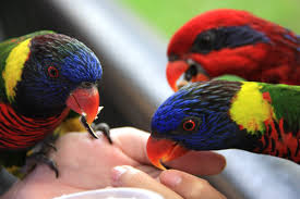 Simak yuk ulasannya di bawah ini. Harga Tiket Taman Burung Penang Utk 2021 Peta Ke Sini