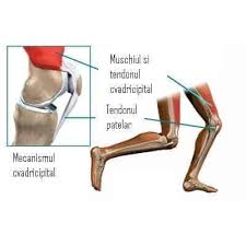 Maybe you would like to learn more about one of these? Dureri La Nivelul ArticulaÈ›iilor Gambei Piciorului Ce CauzeazÄƒ Crampe Musculare Severe