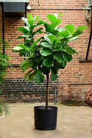 Image result for Ficus