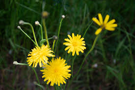 Image result for Hypochaeris