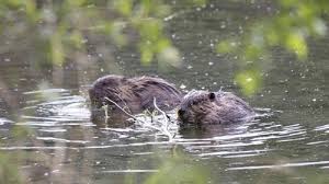 This is an author's textile sculpture. Environmental Engineer Or A Waterway Menace Game And Wildlife Conservation Trust