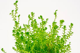 Image result for Selaginella kraussiana