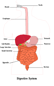 Digestive System Tee Shirt Science Activity Crazy Aunt Purl