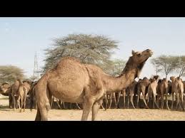 In the 2010 spectrum auction, when incumbents like airtel and vodafone were. Asias Largest Camel Farm Review In Hindi Bikaner Rajasthan India 2021 Youtube