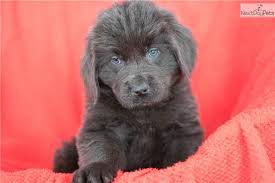 Check spelling or type a new query. Newfoundland Dog Adoption Ohio