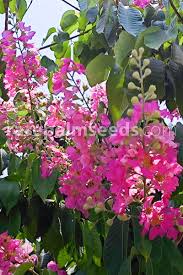 Image result for Lagerstroemia speciosa