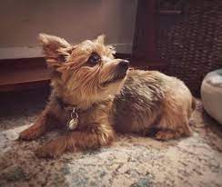 Even with socialization, there's no guarantee they'll get along with. Yorkshire Terrier X Norwich Terrier Yorwich Norwich Terrier Yorkshire Terrier Puppies Yorkshire Terrier