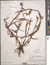 Image result for Chironia elgonensis