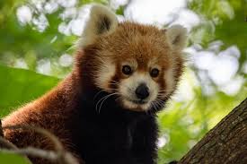 Use them in commercial designs under lifetime, perpetual & worldwide rights. Red Panda Pictures Download Free Images On Unsplash