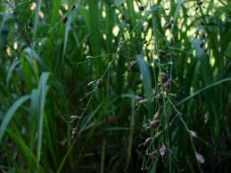 Image result for Urochloa villosa