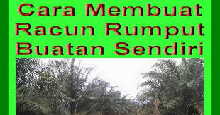 Menariknya cuma pakai 2 bahan saja yang ada saja kat dapur. Djon Liem Cara Membuat Racun Rumput Buatan Sendiri