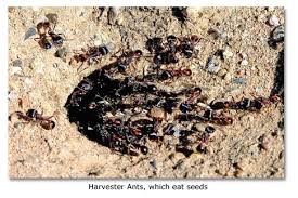 Desert Food Chain Animals The Consumers Desertusa