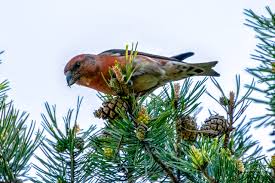 Image result for Landolphia robustior