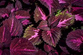 Image result for Coleus rhodesianum