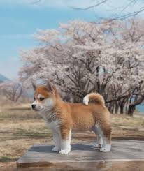 Shiba Unu Yavru Kopek Sevimli Hayvan Yavrulari Komik Hayvan Yavru Kopek