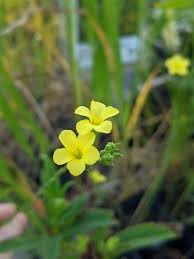 Image result for Linum