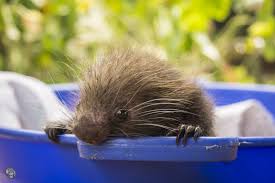 Baby Mexican Hairy Porcupine Rescue Porcupine Wildlife