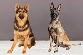 Maybe you would like to learn more about one of these? German Shepherd Belgian Malinois Mix Full Breed Guide The German Shepherder