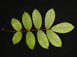 Image result for Connaraceae