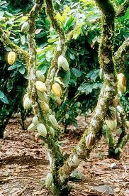 Sustainable cocoa production in ghana: The Impact Of Plant Diseases On World Chocolate Production